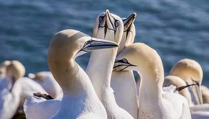 开云·体育官网-爵士前锋神秘消失球队启动搜寻行动，爵士队球迷